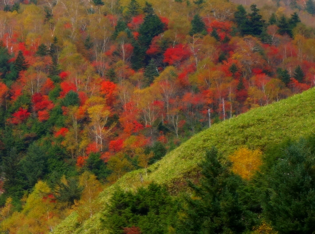 紅葉初もの