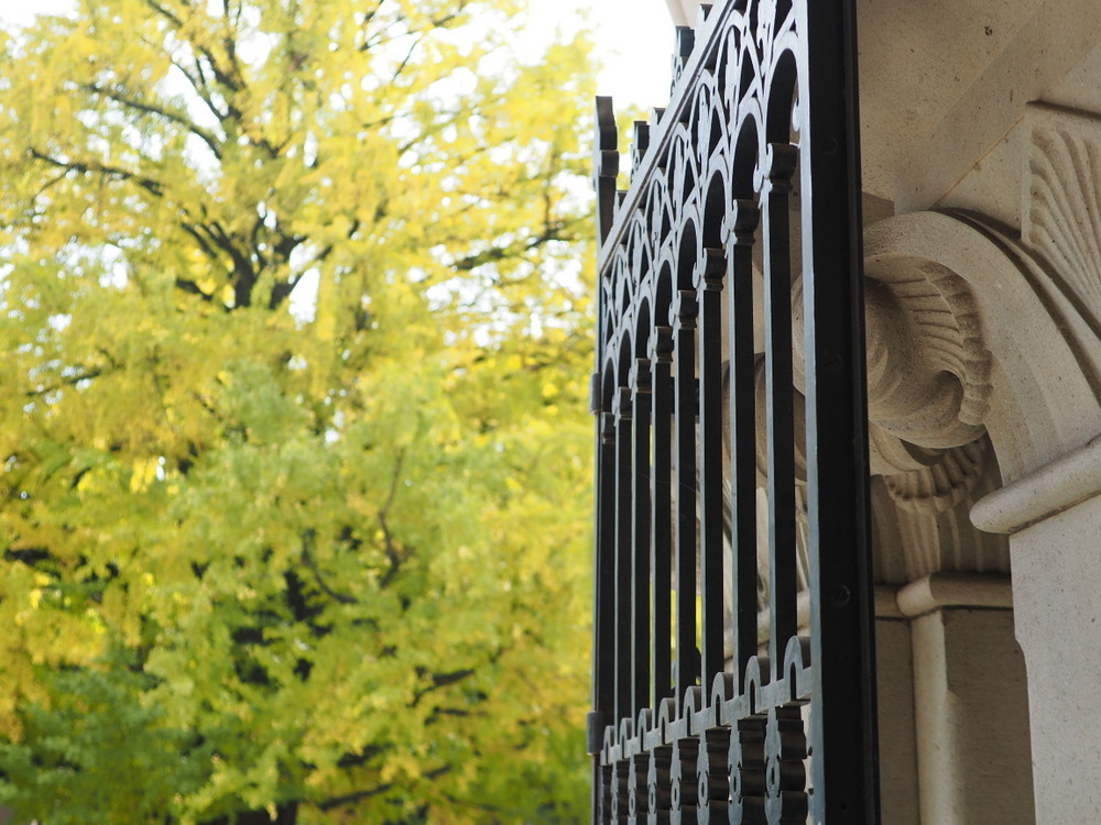 工学部１号館からの銀杏