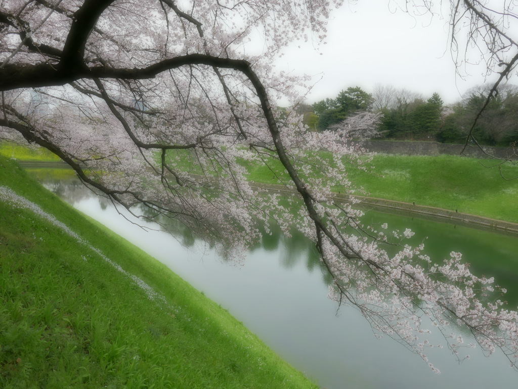 枝垂れた枝