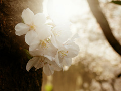 今日の桜　②