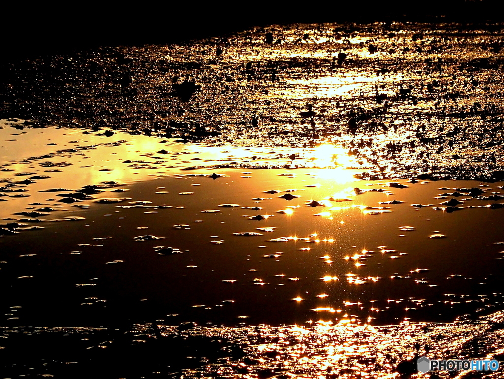 水たまりの夕陽