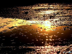 水たまりの夕陽