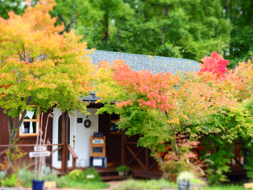 ここの紅葉好き♪