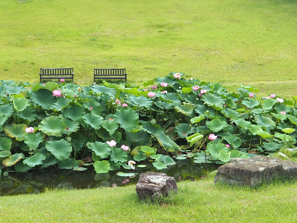 蓮池とベンチ