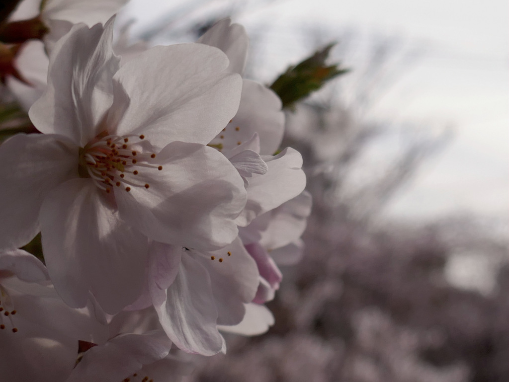 今日の桜　⑤