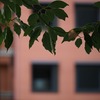 イタリアン通り