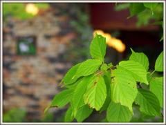 カフェの明かり