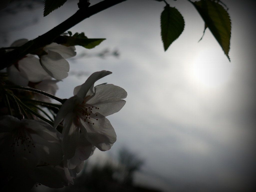 透ける花びら