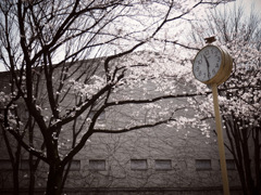 桜と時計