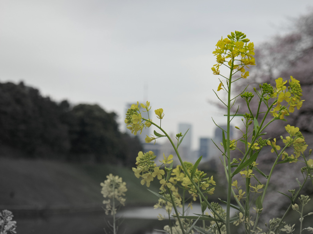 菜の花