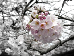 今日の桜　⑦