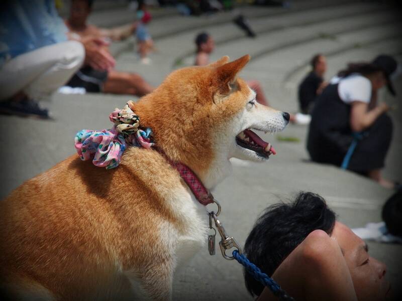 ハナちゃん？