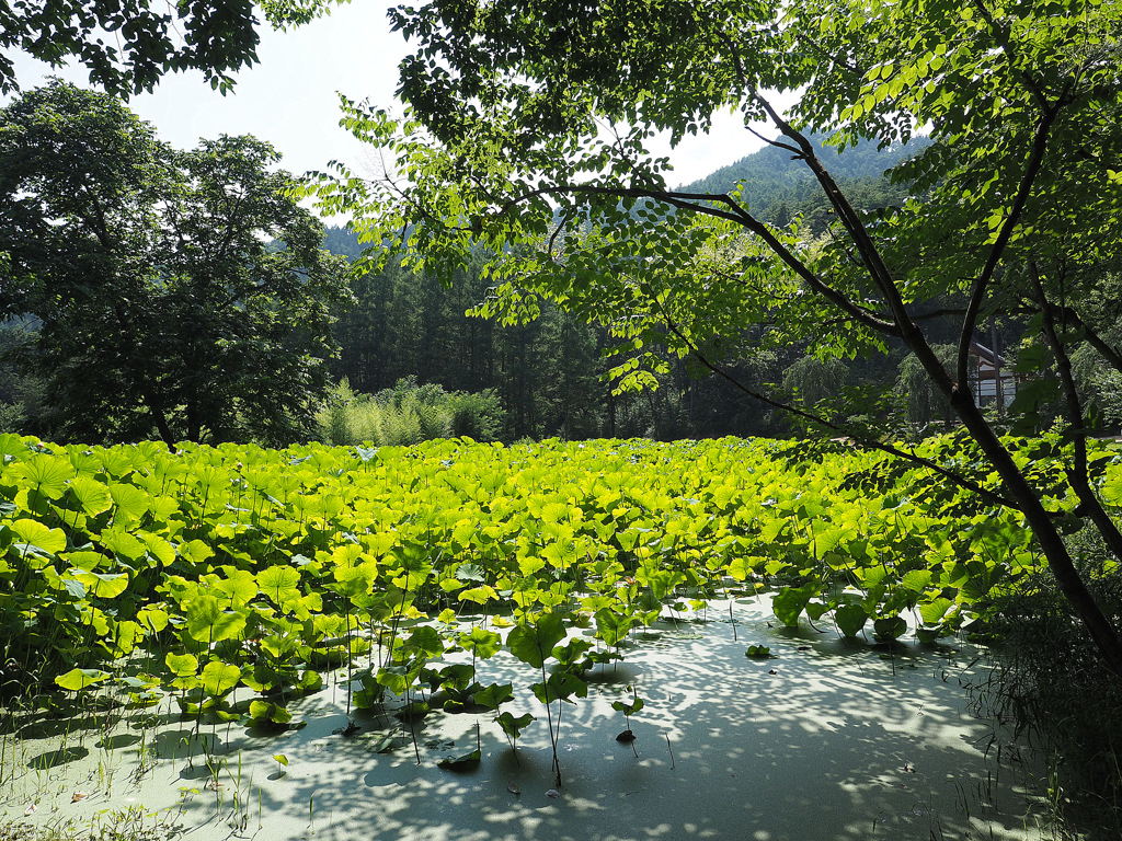 蓮池