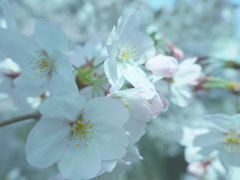 今日の桜　①