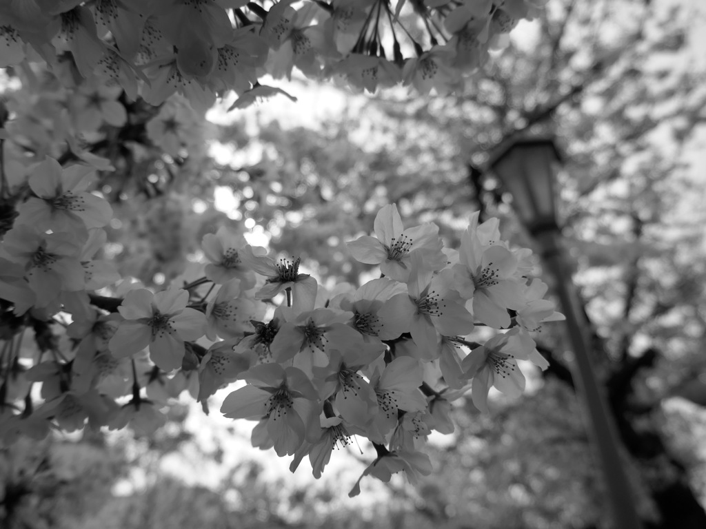 今日の桜　⑧