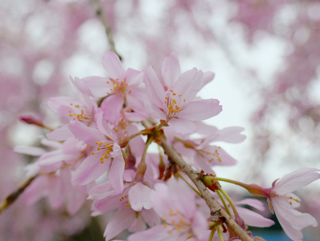 枝垂桜　①