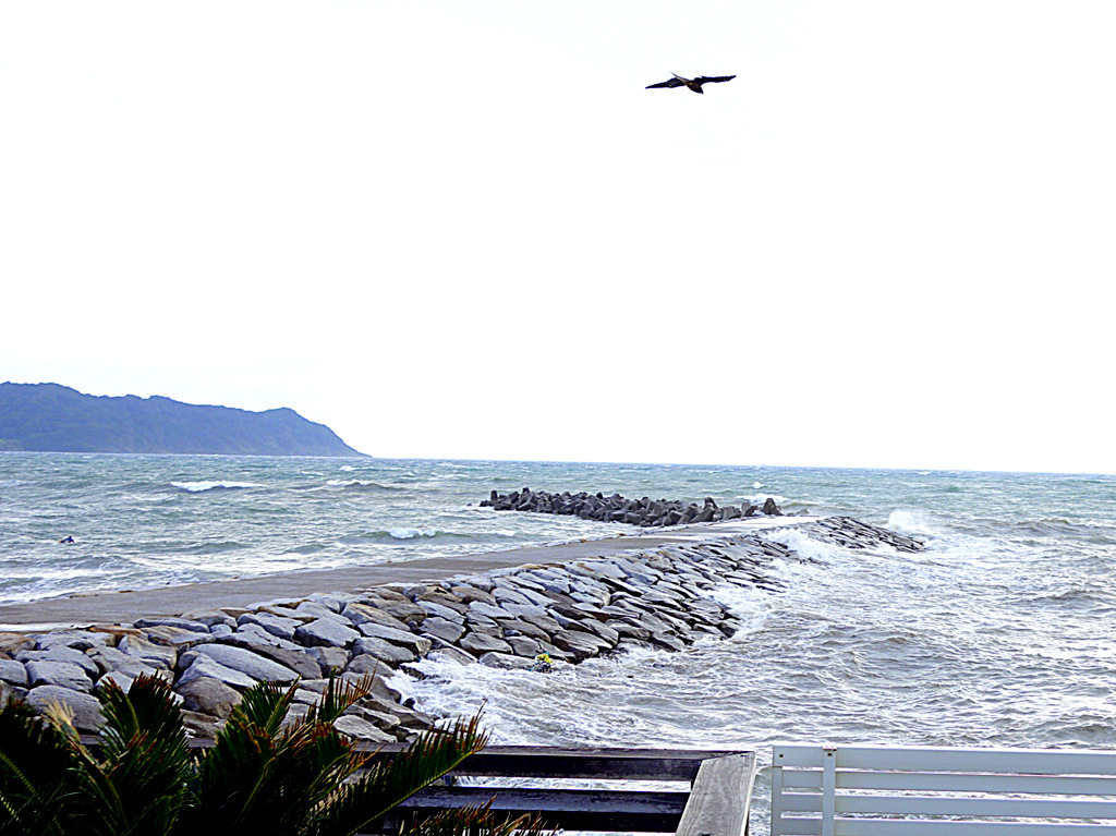 海