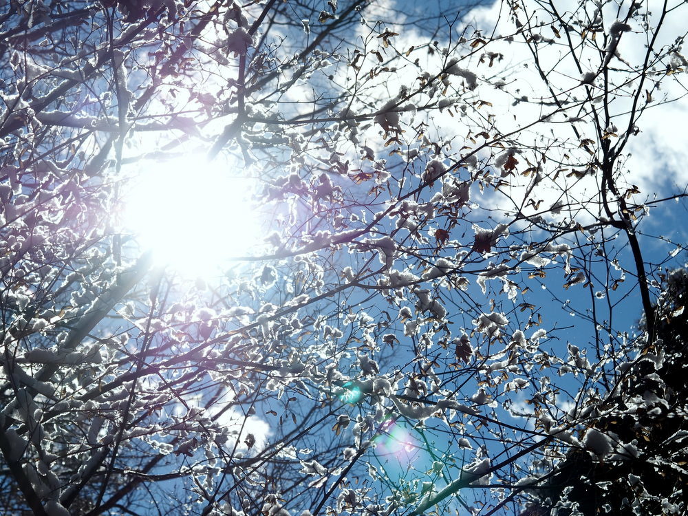ぼったり雪が陽に透けてるね