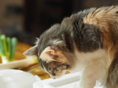 美味しいものだよね？