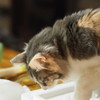 美味しいものだよね？
