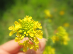 菜の花