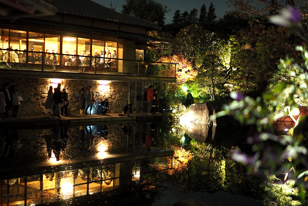 目白庭園　夜の庭園