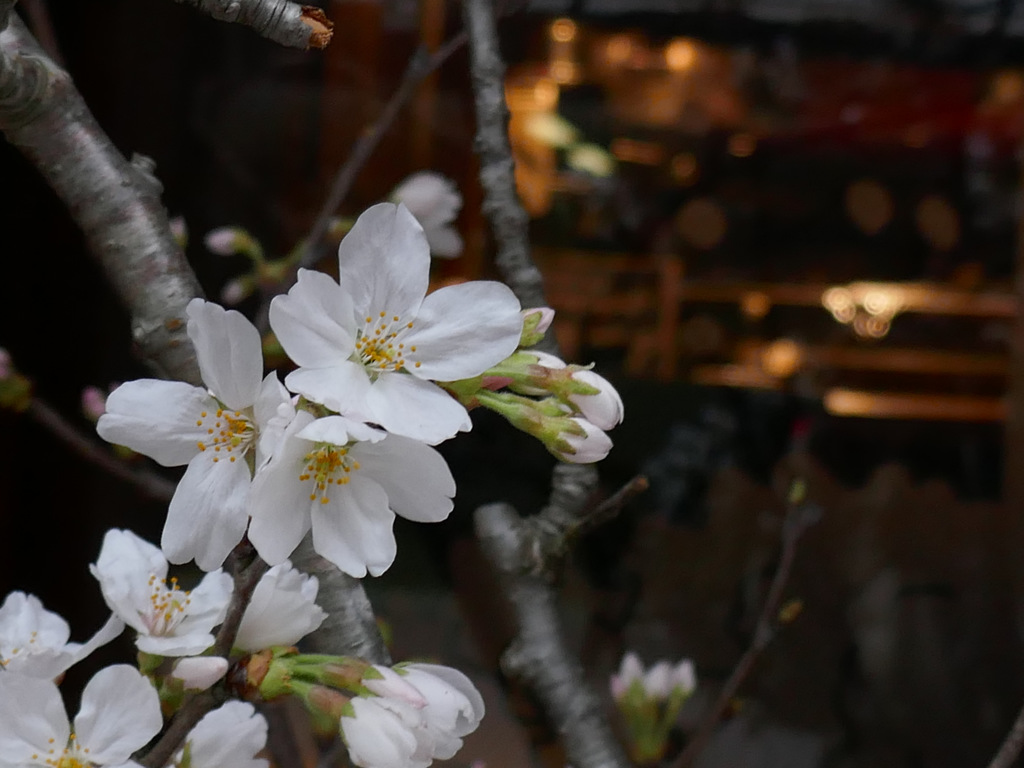 桜と店の灯り