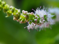 ミントの花