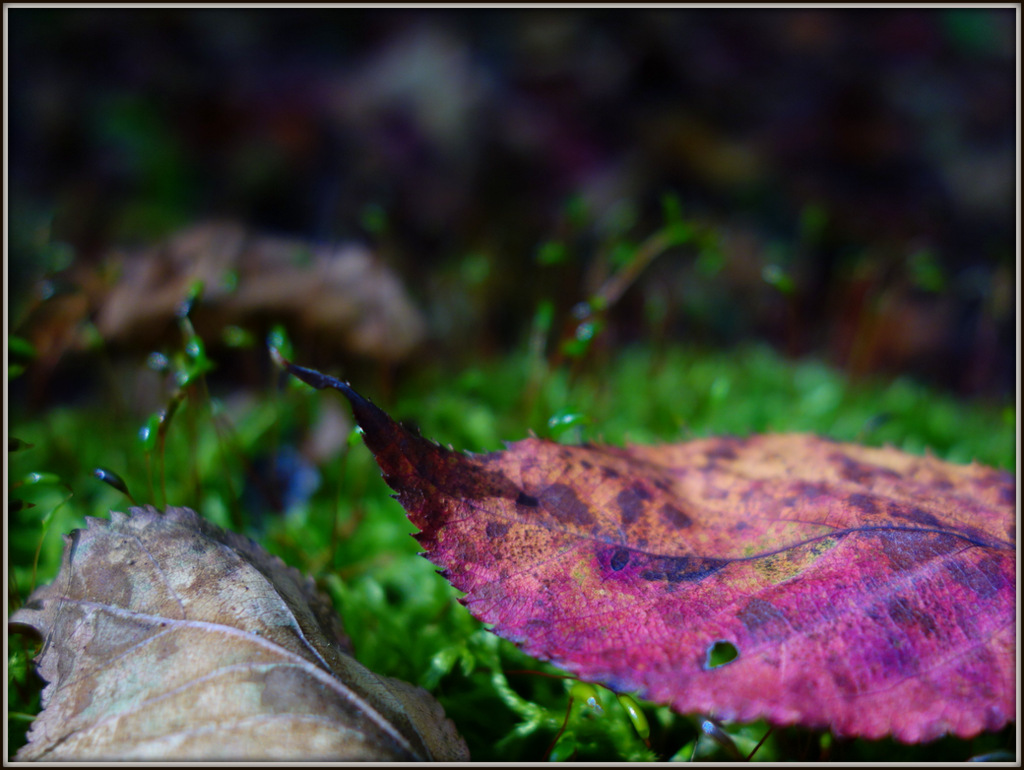 苔に落ち葉