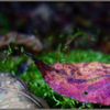 苔に落ち葉