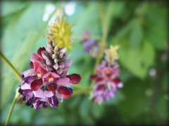 ちょっと弦花