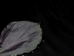 花びら一枚