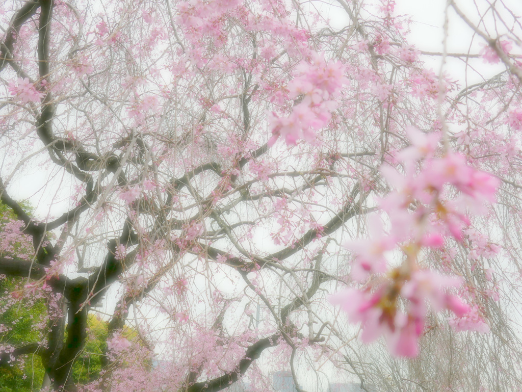 枝垂桜　②