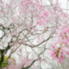 枝垂桜　②