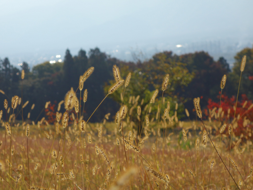 池田美術館へ秋の景色