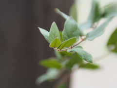 植物