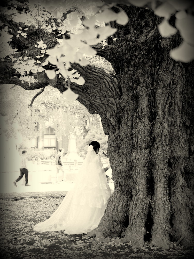 銀杏の木のとウェディングドレス
