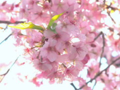 桜～菜の花～①