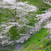 お濠の桜と菜の花