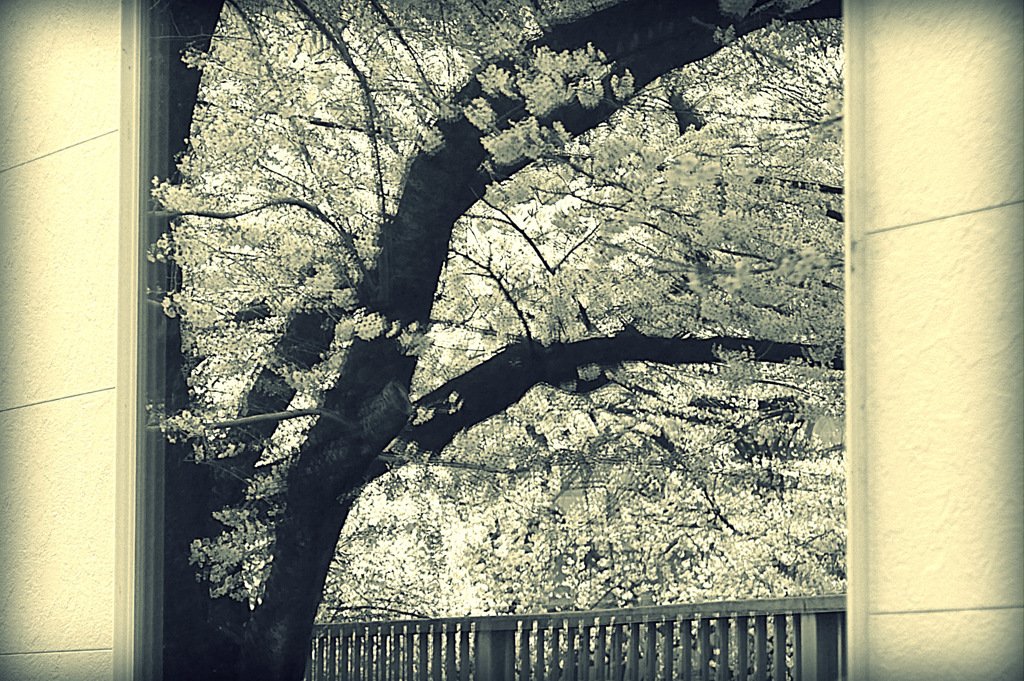 2017桜