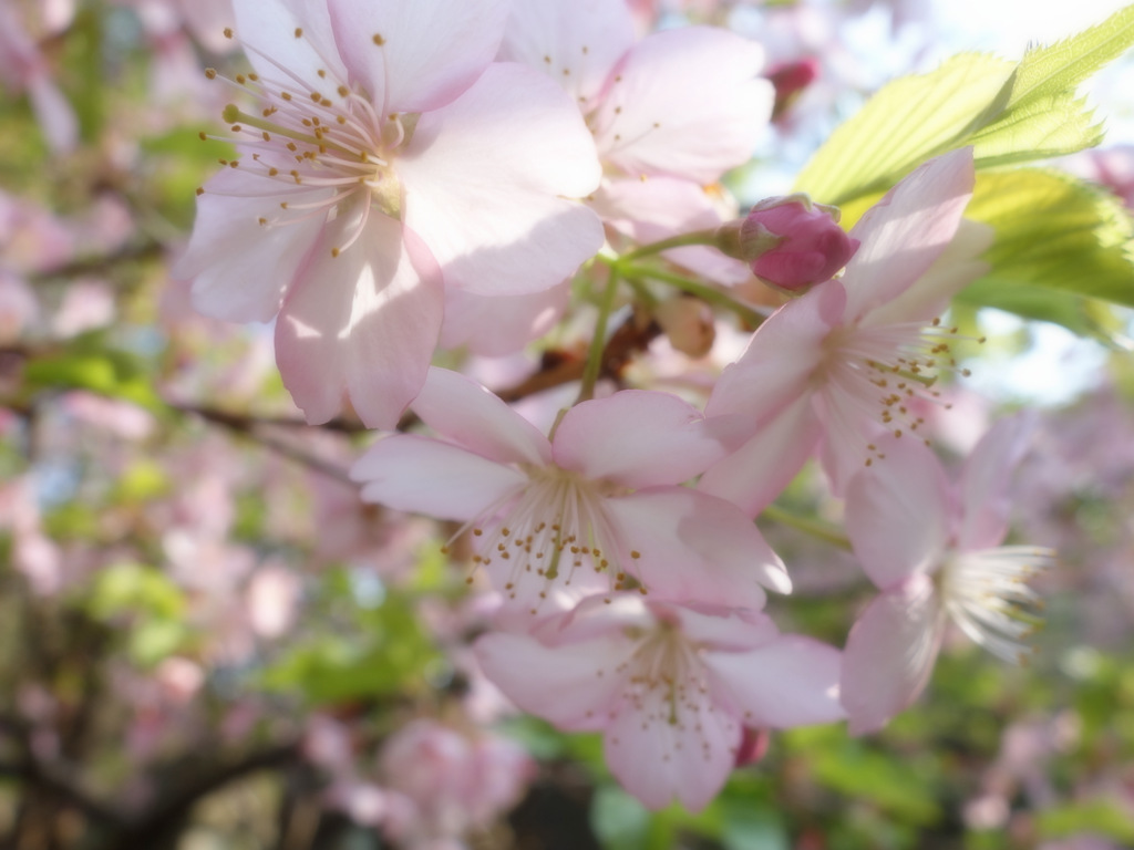 桜～菜の花～②