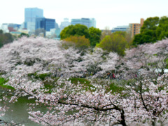 北の丸公園からの千鳥ヶ淵