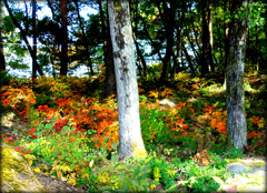 紅葉