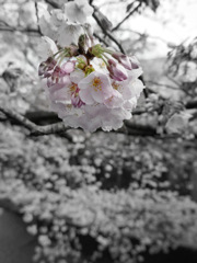今日の桜　⑥