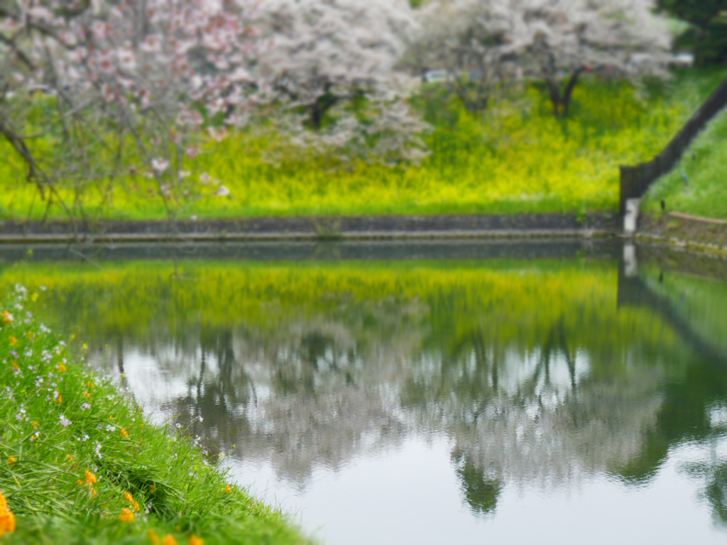半蔵濠の桜と菜の花