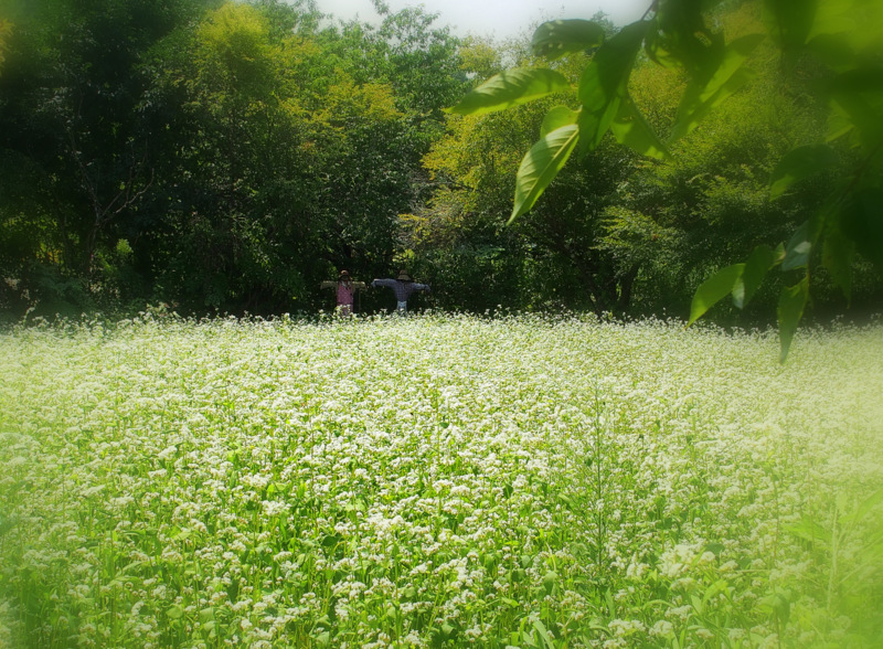 蕎麦畑