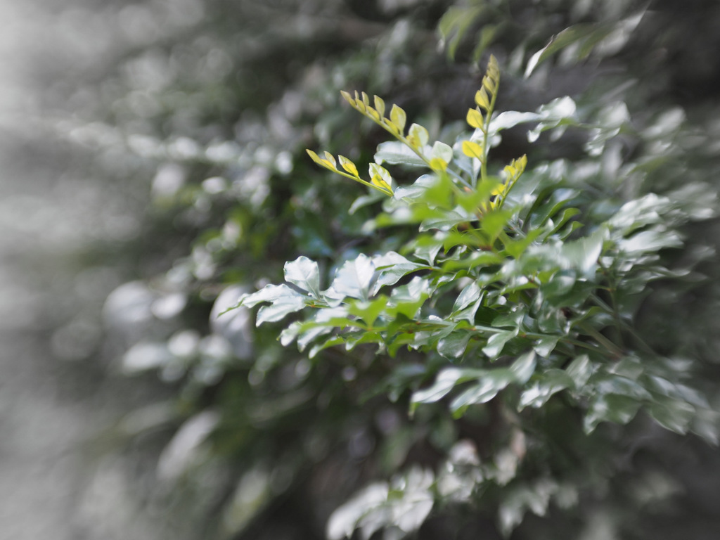 植え込みシュワッ！と