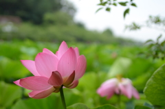 蓮の花