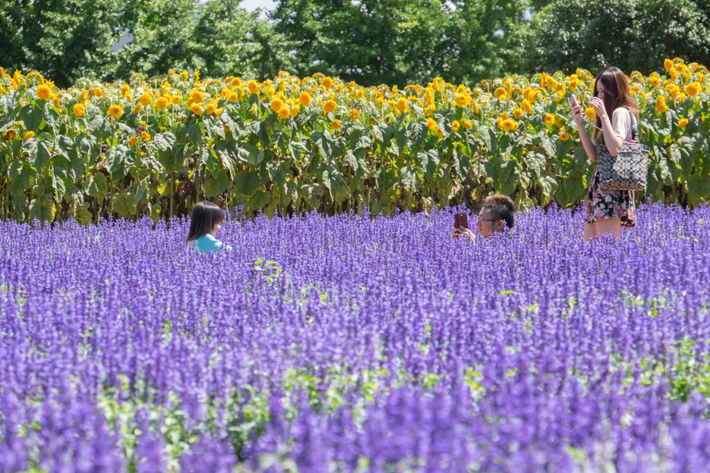 夏の思い出