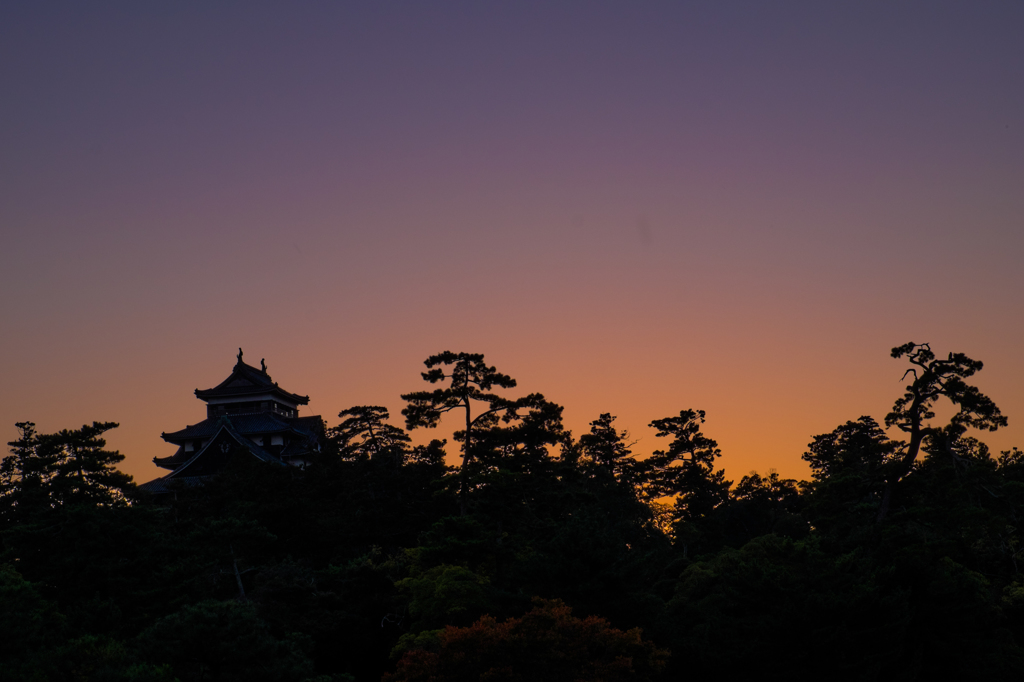 松江城と松の夕景